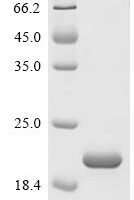 Myoxocephalus octodecemspinosus Type-4 ice-structuring protein LS-12 Recombinant Protein - BioCrest Sci