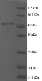 Human ADP-ribosylation factor 5 (ARF5) Recombinant Protein, Homo sapiens (Human), E.coli, N-terminal GST-tagged, 47.4 kDa, purity >≥ 90% as determined by SDS-PAGE.