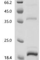 Human Lymphocyte antigen 6 complex locus protein G6c (LY6G6C) Recombinant Protein, C-His - BioCrest Sci