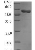 Human Guanine nucleotide-binding protein subunit beta-like protein 1 (GNB1L) Recombinant Protein - BioCrest Sci