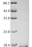 Conus marmoreus Conotoxin mr3e Recombinant Protein - BioCrest Sci