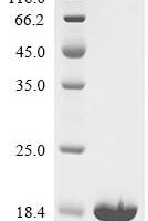 Escherichia coli Translation initiation factor IF-1 (infA) Recombinant Protein - BioCrest Sci