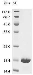 Escherichia coli Translation initiation factor IF-1 (infA) Recombinant Protein, Escherichia coli (strain K12), E.coli, C-terminal 6xHis-tagged, 15.0 kDa, purity >≥ 95% as determined by SDS-PAGE.