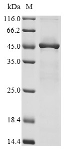 Cricetulus griseus Elongation factor 2 (EEF2), partial Recombinant Protein, Cricetulus griseus (Chinese hamster) (Cricetulus barabensis griseus), E.coli, N-terminal 10xHis-tagged and C-terminal Myc-tagged, 48.0 kDa, purity >≥ 85% as determined by SDS-PAGE.