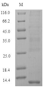 Danio rerio Metallothionein-2 (mt2) Recombinant Protein, Danio rerio (Zebrafish) (Brachydanio rerio), Yeast, N-terminal 6xHis-tagged, 8.0 kDa, purity >≥ 90% as determined by SDS-PAGE.