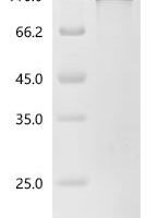 Macaca fascicularis Heat shock protein HSP 90-alpha (HSP90AA1) Recombinant Protein - BioCrest Sci