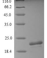 Pig Calcium-activated chloride channel regulator 1 (CLCA1), partial Recombinant Protein - BioCrest Sci