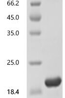Saccharomyces cerevisiae Protein SIP18 (SIP18) Recombinant Protein - BioCrest Sci