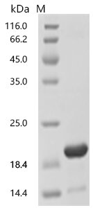 Saccharomyces cerevisiae Protein SIP18 (SIP18) Recombinant Protein, Saccharomyces cerevisiae (strain ATCC 204508 / S288c) (Baker's yeast), E.coli, C-terminal 6xHis-tagged, 15.8 kDa, purity >≥ 85% as determined by SDS-PAGE.