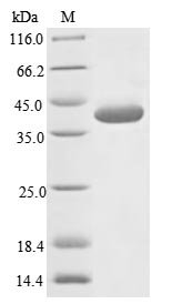 Measles virus Hemagglutinin glycoprotein (H), partial Recombinant Protein, Measles virus (strain Edmonston) (MeV) (Subacute sclerose panencephalitis virus), E.coli, N-terminal 6xHis-tagged, 39.3 kDa, purity >≥ 85% as determined by SDS-PAGE.