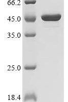 Listeria phage A511 Endolysin (PLY511) Recombinant Protein - BioCrest Sci