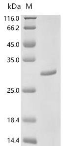 Human Chymotrypsinogen B2 (CTRB2) Recombinant Protein, C-10His, Homo sapiens (Human), Homo sapiens (Human), C-terminal 10xHis-tagged, 27.8 kDa, purity >≥ 95% as determined by SDS-PAGE.