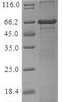 Nostoc sp. Alr2278 protein (alr2278) Recombinant Protein, N-MBP/C-His - BioCrest Sci