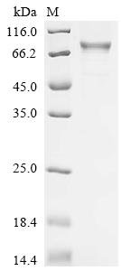 Human Butyrophilin-like protein 2 (BTNL2), partial Recombinant Protein, C-hFc1, aa 24–383 & 400–457, Homo sapiens (Human), Mammalian cell, C-terminal hFc1-tagged, 74.0 kDa, purity >≥ 90% as determined by SDS-PAGE.