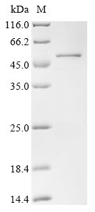 Xenopus laevis Transcription factor Sox-1 (sox1) Recombinant Protein, Xenopus laevis (African clawed frog), E.coli, N-terminal 10xHis-tagged and C-terminal Myc-tagged, 48.6 kDa, purity >≥ 90% as determined by SDS-PAGE.