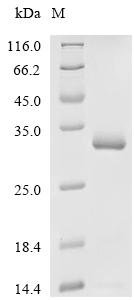 Human Kallikrein-2 (KLK2) Recombinant Protein, C-10His, Homo sapiens (Human), Mammalian cell, C-terminal 10xHis-tagged, 28.0 kDa, purity >≥ 90% as determined by SDS-PAGE.≥ 95% as determined by SEC-HPLC.