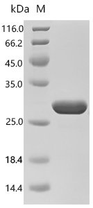Human ETS translocation variant 5 (ETV5), partial Recombinant Protein, E.coli, C-terminal 6xHis-tagged, 22.3 kDa, purity >≥ 95% as determined by SDS-PAGE.