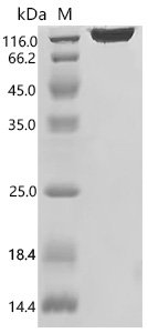 Macaca mulatta Vascular endothelial growth factor receptor 2 (KDR), partial Recombinant Protein, Mammalian cell, C-terminal 10xHis-tagged, 84.7 kDa, purity >≥ 95% as determined by SDS-PAGE.