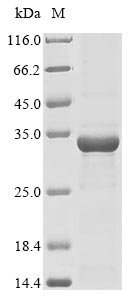 Bacillus thuringiensis subsp. Kurstaki Pesticidal crystal protein cry1Ia (cry1Ia), partial Recombinant Protein, Bacillus thuringiensis subsp. Kurstaki, E.coli, N-terminal 6xHis-KSI-tagged, 24.9 kDa, purity >≥ 85% as determined by SDS-PAGE.