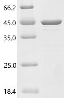 Mouse Nuclear receptor-binding factor 2 (Nrbf2) Recombinant Protein - BioCrest Sci