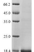 Human Beta-defensin 128 (DEFB128) Recombinant Protein - BioCrest Sci