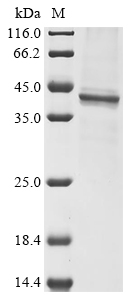 Varicella-zoster virus Envelope glycoprotein B (gB), partial Recombinant Protein, C-His, Varicella-zoster virus (strain Dumas) (HHV-3) (Human herpesvirus 3), Baculovirus, C-terminal 6xHis-tagged, 42.0 kDa, purity >≥ 85% as determined by SDS-PAGE.