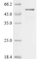 Mouse Receptor-type tyrosine-protein phosphatase-like N (Ptprn), partial Recombinant Protein - BioCrest Sci