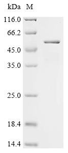 Mouse Receptor-type tyrosine-protein phosphatase-like N (Ptprn), partial Recombinant Protein, Mus musculus (Mouse), E.coli, C-terminal 6xHis-tagged, 49.9 kDa, purity >≥ 90% as determined by SDS-PAGE.