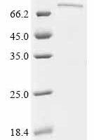 Mouse Protocadherin beta 7 (Pcdhb7), partial Recombinant Protein - BioCrest Sci