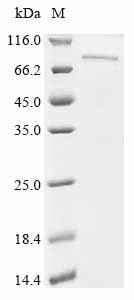 Mouse Protocadherin beta 7 (Pcdhb7), partial Recombinant Protein, Mus musculus (Mouse), E.coli, C-terminal 6xHis-tagged, 79.4 kDa, purity >≥ 85% as determined by SDS-PAGE.