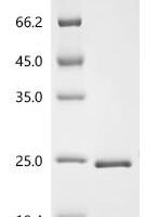 Staphylococcus sp. EG-SA-26 Large ribosomal subunit protein uL22 (rplV) Recombinant Protein - BioCrest Sci