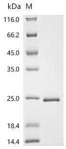 Staphylococcus sp. EG-SA-26 Large ribosomal subunit protein uL22 (rplV) Recombinant Protein, Staphylococcus sp. EG-SA-26, E.coli, C-terminal 6xHis-tagged, 19.7 kDa, purity >≥ 95% as determined by SDS-PAGE.