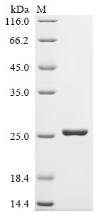 Escherichia coli LPS-assembly lipoprotein lptE (lptE) Recombinant Protein, Escherichia coli (strain K12), E.coli, N-terminal 6xHis-tagged, 23.5 kDa, purity >≥ 90% as determined by SDS-PAGE.