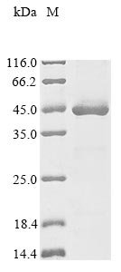 Rhizobium meliloti Probable sulfoacetaldehyde acetyltransferase (xsc), partial Recombinant Protein, Rhizobium meliloti (strain 1021) (Ensifer meliloti) (Sinorhizobium meliloti), E.coli, N-terminal 10xHis-tagged and C-terminal Myc-tagged, 44.2 kDa, purity >≥ 85% as determined by SDS-PAGE.