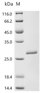 Human Ribosomal protein eL39-like 2 (RPL39L) Recombinant Protein, Homo sapiens (Human), E.coli, N-terminal GST-tagged, 33.0 kDa, purity >≥ 95% as determined by SDS-PAGE.