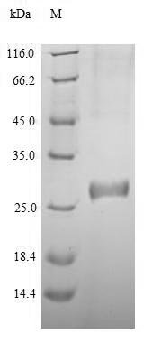 Human DNA (cytosine-5)-methyltransferase 3A (DNMT3A), partial Recombinant Protein, Homo sapiens (Human), E.coli, N-terminal 6xHis-tagged, 29.9 kDa, purity >≥ 90% as determined by SDS-PAGE.