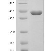 Mouse TSC22 domain family protein 4 (Tsc22d4) Recombinant Protein, N-His, aa 1–387, Yeast - BioCrest Sci