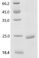 Human Bone morphogenetic protein 15 (BMP15) Recombinant Protein - BioCrest Sci