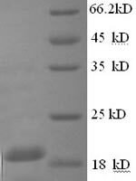 Guinea Pig Interferon gamma (Ifng), partial Recombinant Protein - BioCrest Sci