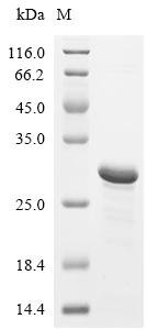 Human Osteopontin (SPP1), partial Recombinant Protein, N-His, Homo sapiens (Human), E.coli, N-terminal 6xHis-tagged, 23.8 kDa, purity >≥ 85% as determined by SDS-PAGE.
