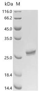 Human immunodeficiency virus type 1 group M subtype B Gag polyprotein (gag), partial Recombinant Protein, C-10His, Human immunodeficiency virus type 1 group M subtype B (isolate NY5) (HIV-1), Human immunodeficiency virus type 1 group M subtype B (isolate NY5) (HIV-1), C-terminal 10xHis-tagged, 27.4 kDa, purity >≥ 95% as determined by SDS-PAGE.