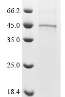 Apis mellifera Venom serine protease 34 Recombinant Protein - BioCrest Sci