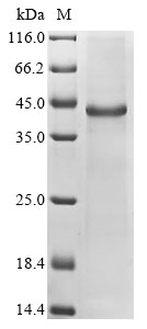 Mouse Cellular communication network factor 6 (Ccn6) Recombinant Protein, N-His, Mus musculus (Mouse), E.coli, N-terminal 6xHis-tagged, 42.8 kDa, purity >≥ 85% as determined by SDS-PAGE.