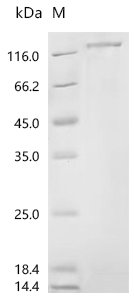 Rat Heat shock protein HSP 90-alpha (Hsp90aa1) Recombinant Protein, C-10His, aa 2–733, E.coli, Rattus norvegicus (Rat), E.coli, C-terminal 10xHis-tagged, 94.4 kDa, purity >≥ 90% as determined by SDS-PAGE.