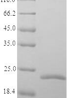 Marmota monax Tumor necrosis factor (TNF), partial Recombinant Protein, N-His - BioCrest Sci
