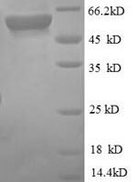 Human Monocyte differentiation antigen CD14 (CD14) Recombinant Protein - BioCrest Sci
