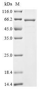 Mesocricetus auratus Neuropilin (Nrp1), partial Recombinant Protein, Mesocricetus auratus (Golden hamster), E.coli, N-terminal 6xHis-tagged and C-terminal Strep II-tagged, 66.1 kDa, purity >≥ 85% as determined by SDS-PAGE.