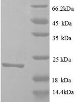 Zea mays Auxin-binding protein 1 (ABP1) Recombinant Protein - BioCrest Sci