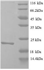 Zea mays Auxin-binding protein 1 (ABP1) Recombinant Protein, Zea mays (Maize), E.coli, N-terminal 6xHis-tagged, 22.4 kDa, purity >≥ 90% as determined by SDS-PAGE.