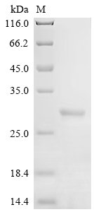 Dermatophagoides pteronyssinus Mite allergen Der p 6 (DERP6) (X4S) Recombinant Protein, N-GST, Dermatophagoides pteronyssinus (European house dust mite), Yeast, N-terminal GST-tagged, 28.2 kDa, purity >≥ 95% as determined by SDS-PAGE.